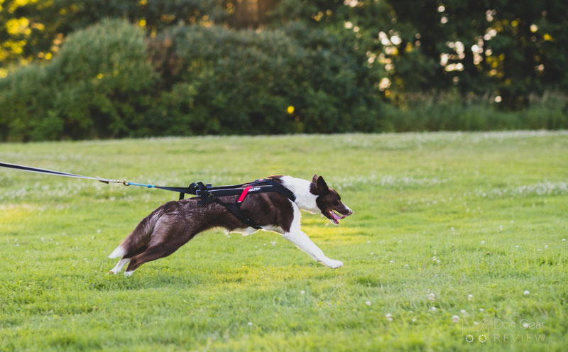 do dog harnesses promote pulling