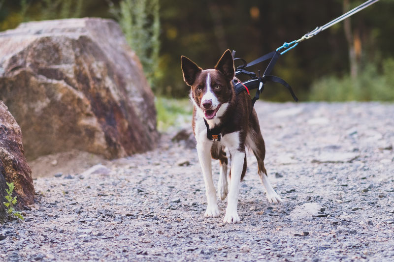 do dog harnesses promote pulling