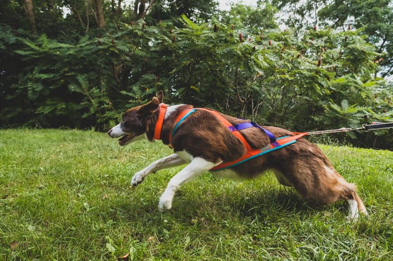 Dog pulling outlet harness