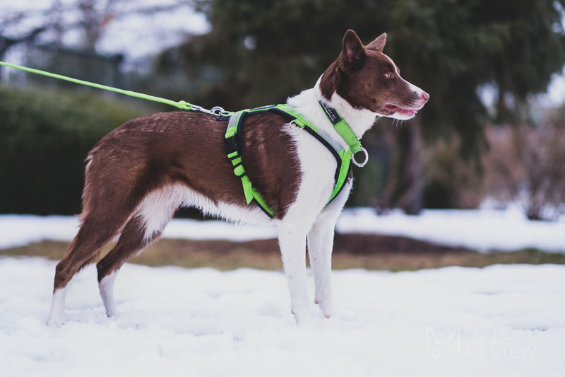 How to stop a dog hotsell from pulling on a harness