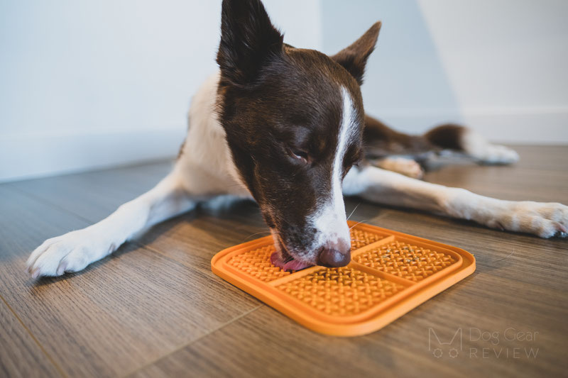 The Best Christmas Presents for Dogs in 2020 | Dog Gear Review