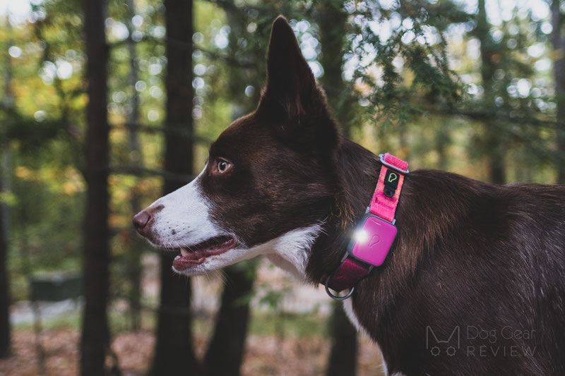 The Best Christmas Presents for Dogs in 2020 | Dog Gear Review