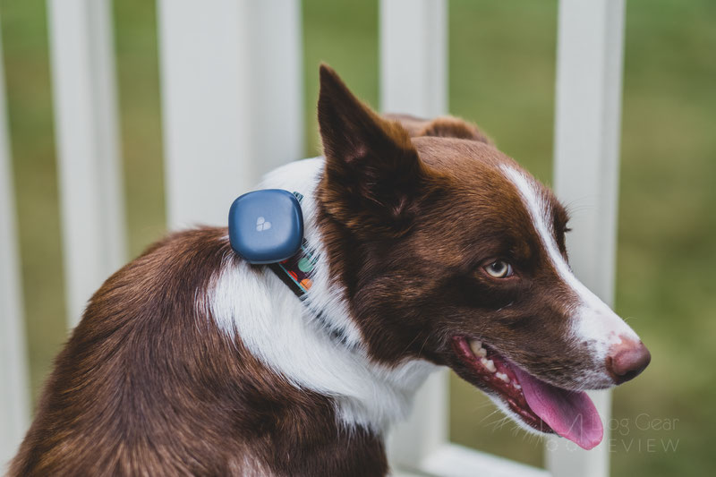 Best dog store gps collar 2020