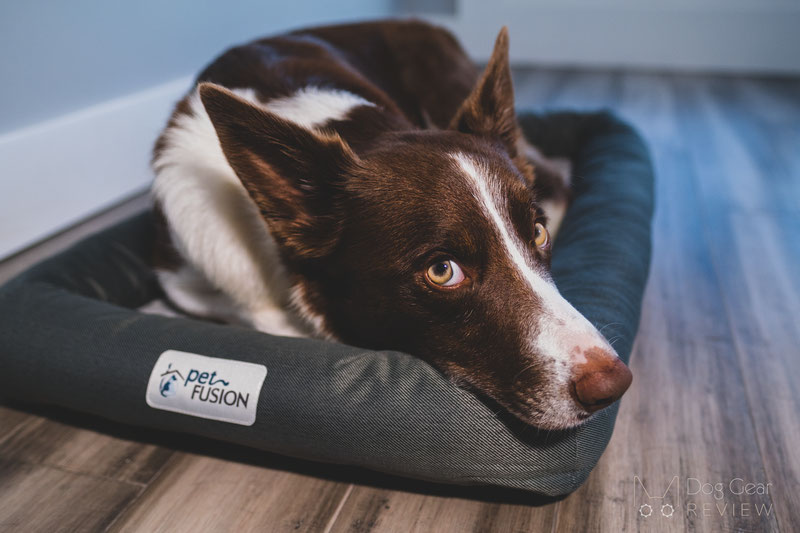 The Best Christmas Presents for Dogs in 2021 | Dog Gear Review