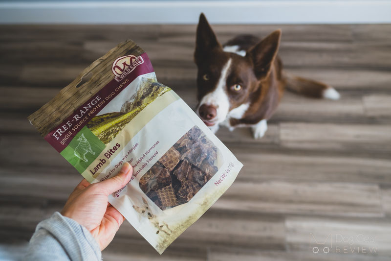 The Best Christmas Presents for Dogs in 2021 | Dog Gear Review