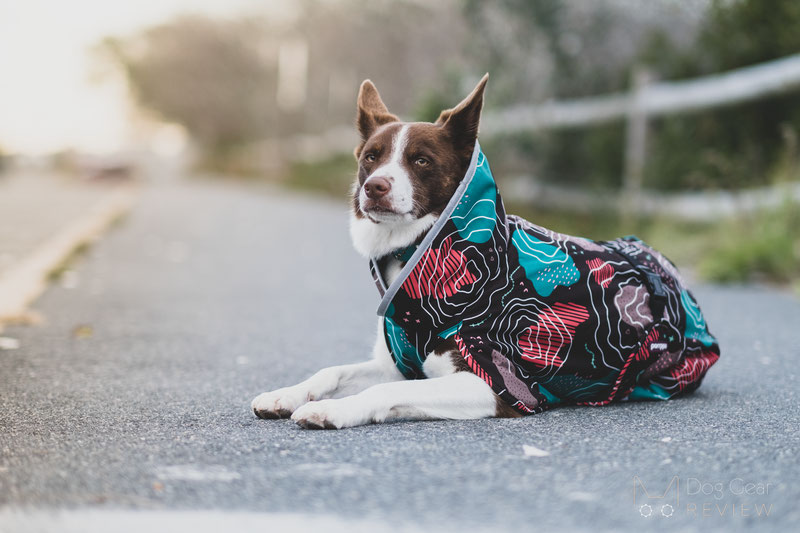 16 best Christmas presents for dogs 2021: From an M&S puppy hamper to cute  dog outfits