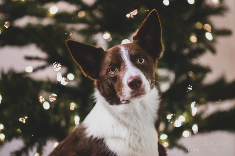 16 best Christmas presents for dogs 2021: From an M&S puppy hamper to cute  dog outfits