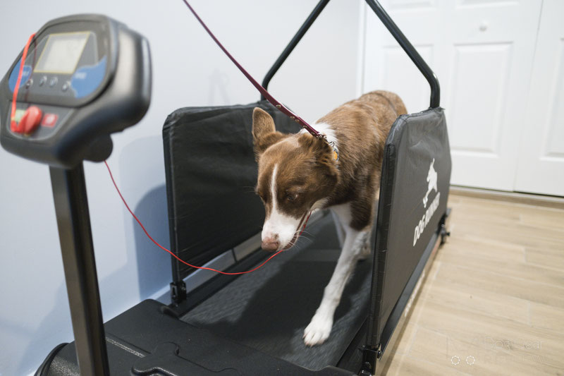 Can dogs use a human treadmill? | Dog Gear Review