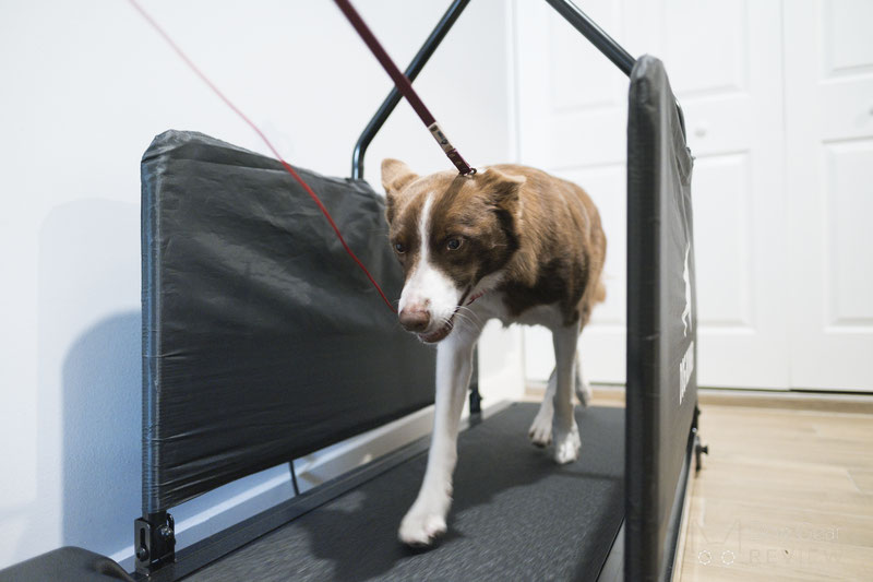 Can dogs use a human treadmill Dog Gear Review