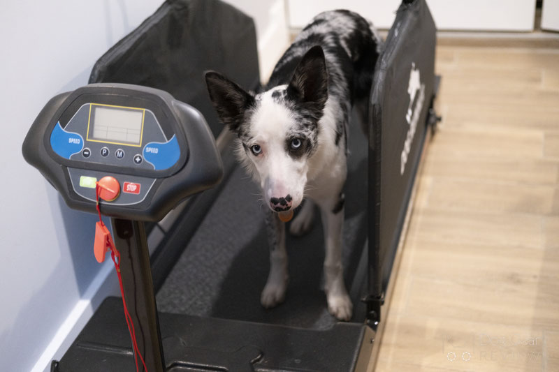 Can dogs use a human treadmill?