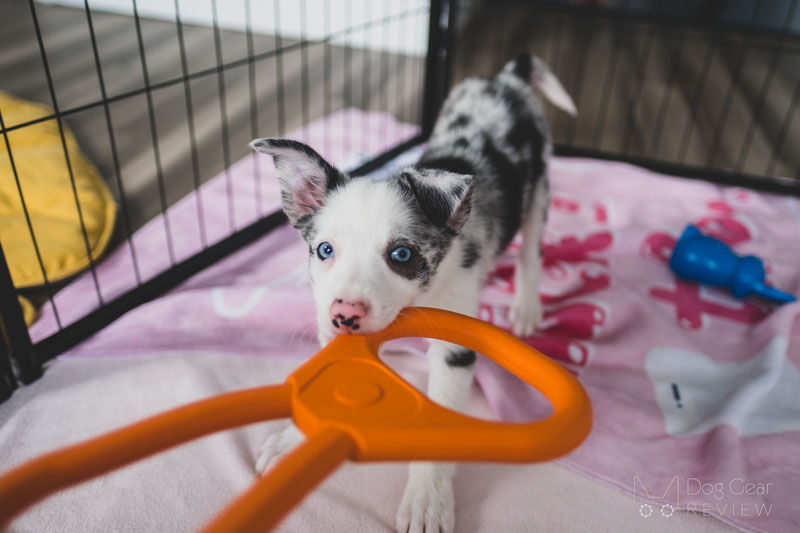 Enrichment for Dogs: How To Keep Your Australian Shepherd Engaged