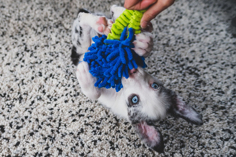 10 Dog Toys to Build Engagement through Playing | Dog Gear Review