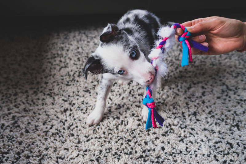 10 Dog Toys to Build Engagement through Playing