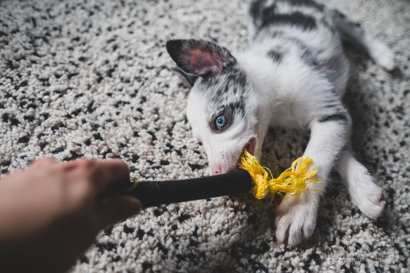 10 Dog Toys to Build Engagement through Playing