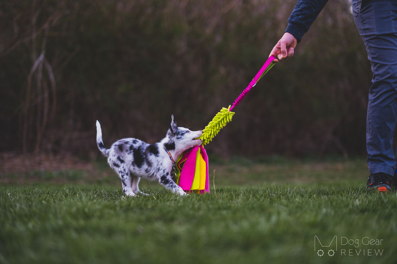 10 Dog Toys to Build Engagement through Playing