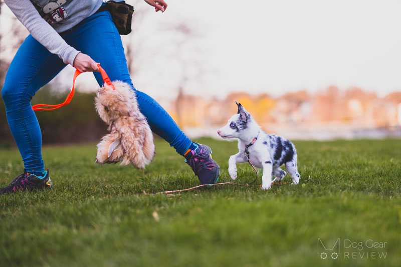 10 Dog Toys to Build Engagement through Playing | Dog Gear Review