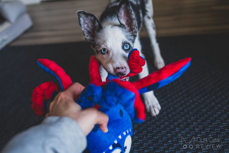 10 Dog Toys to Build Engagement through Playing