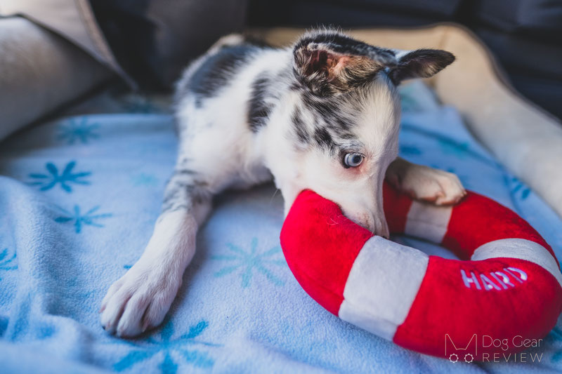 Enrichment for Dogs: How To Keep Your Australian Shepherd Engaged