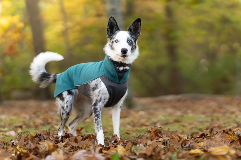 JumppaPomppa vs PolarPomppa - Pomppa Dog Coat Comparison | Dog Gear Review