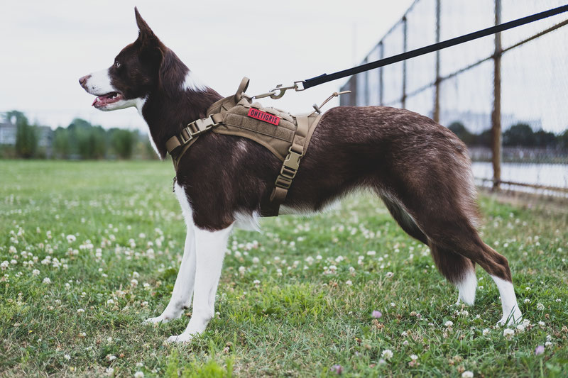 Differences in Leash Attachment Points on the Back of the Harness | Dog Gear Review