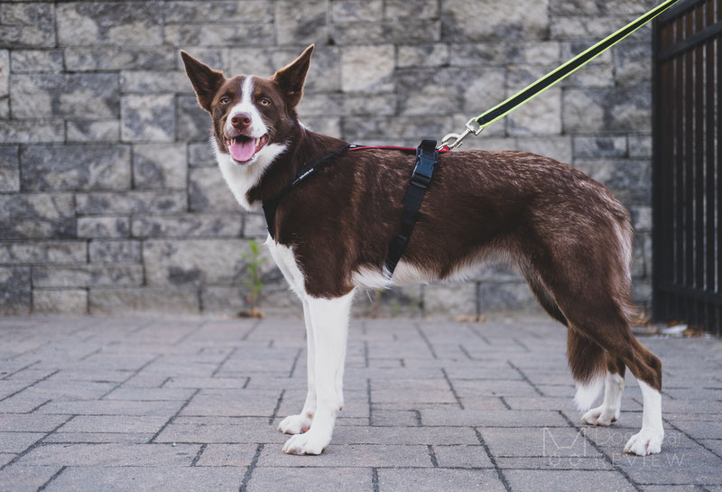 Differences in Leash Attachment Points on the Back of the Harness | Dog Gear Review