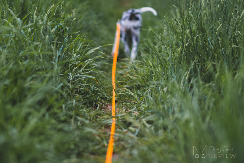 Pros and Cons of Using a Long Line for Dog Training Dog Gear Review