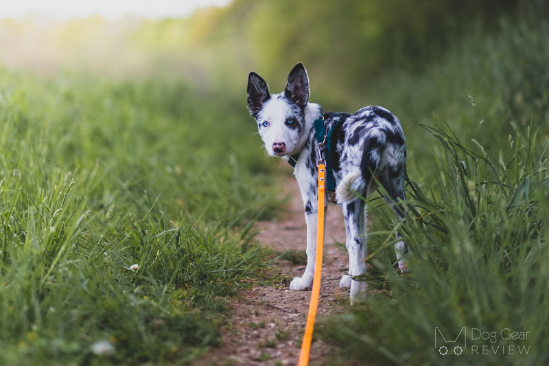 Pros and Cons of Using a Long Line for Dog Training | Dog Gear Review