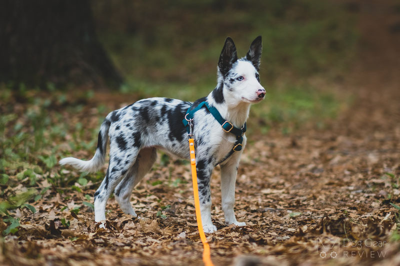 The Gripper Light weight Long Line for dogs