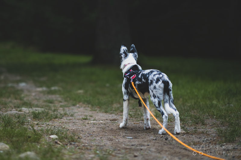 Dog long 2024 leash training