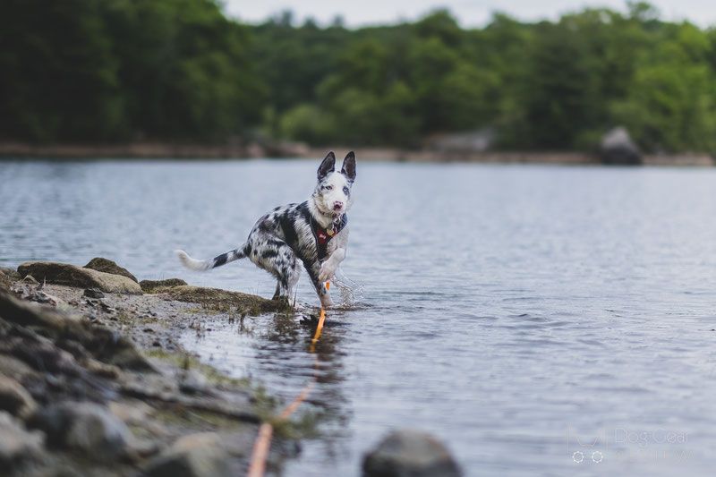 Pros and Cons of Using a Long Line for Dog Training