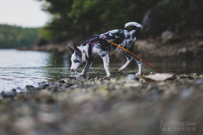 Pros and Cons of Using a Long Line for Dog Training