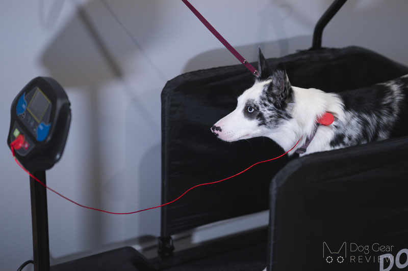 Manual vs. Motorized Dog Treadmills | Dog Gear Review