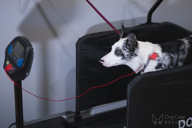 Dog treadmills sell at fast clip