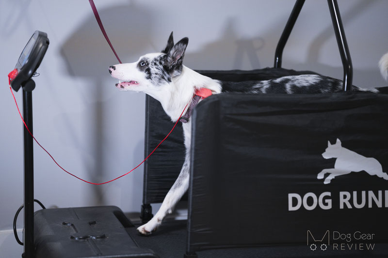 Manual vs. Motorized Dog Treadmills | Dog Gear Review