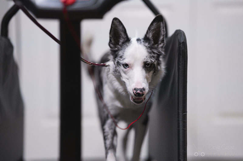 Dog best sale treadmill reviews