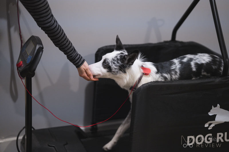 Dog treadmills sell at fast clip