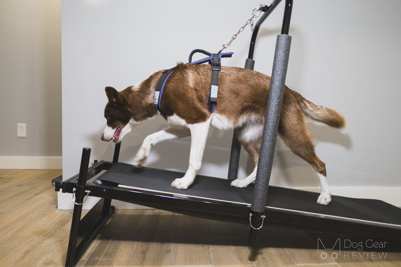 Dog running treadmill sale