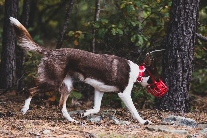 What if my muzzled dog will not be able to defend herself? | Dog Gear Review