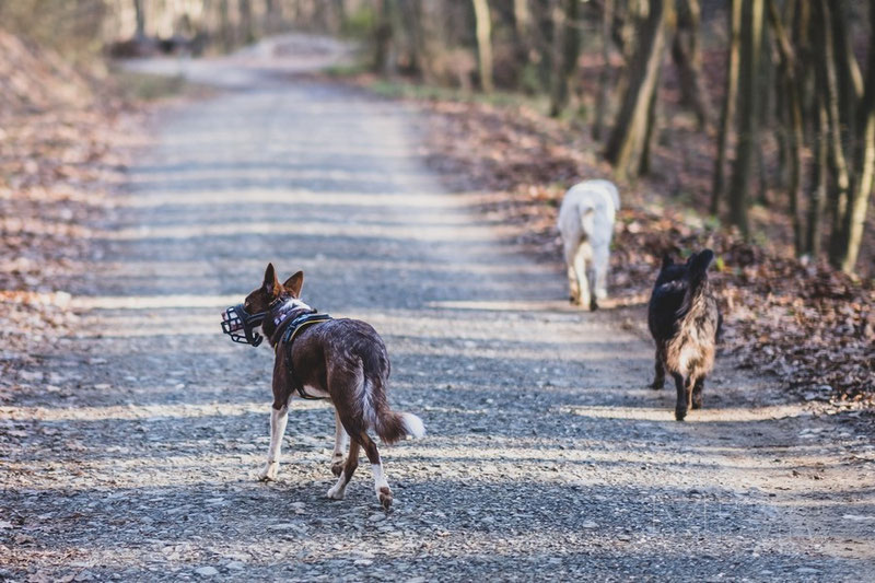 What if my muzzled dog will not be able to defend herself? | Dog Gear Review