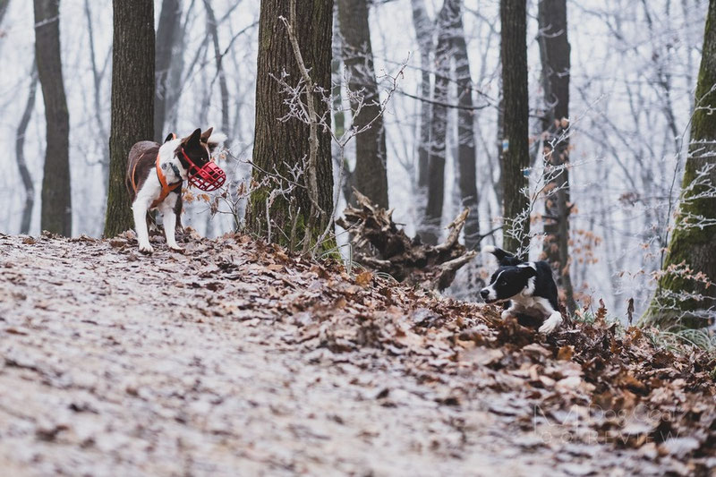 What if my muzzled dog will not be able to defend herself? | Dog Gear Review