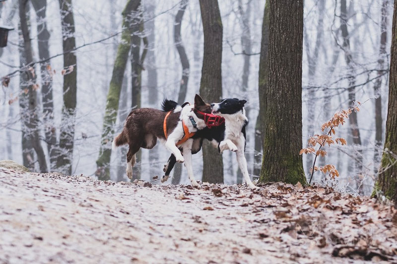 What if my muzzled dog will not be able to defend herself? | Dog Gear Review