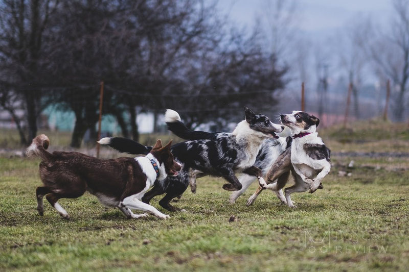 What if my muzzled dog will not be able to defend herself? | Dog Gear Review