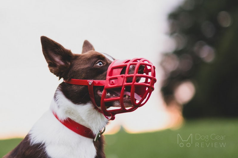 How to put a muzzle on an aggressive clearance dog