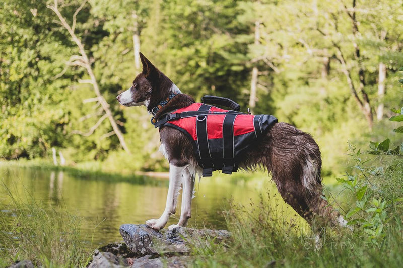 Does my dog need a life jacket? | Dog Gear Review