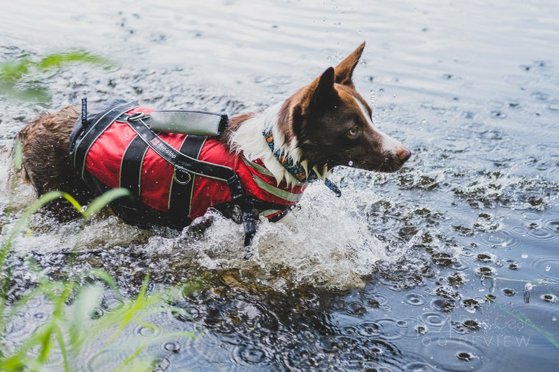 Does my dog need a life jacket? | Dog Gear Review