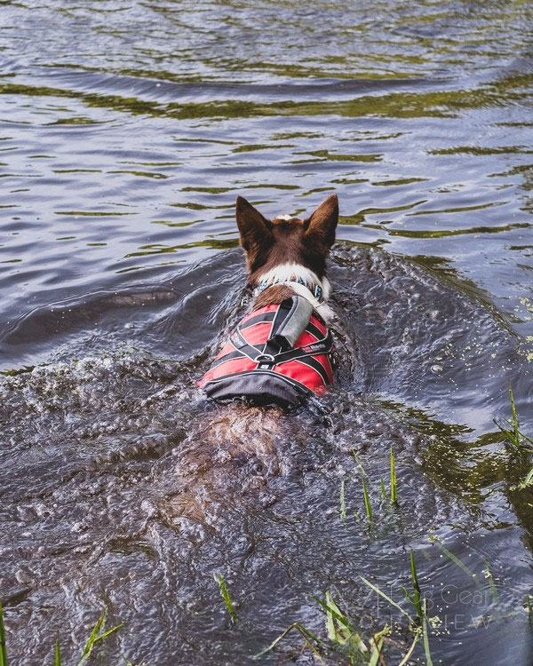 Does my dog need a life jacket? | Dog Gear Review