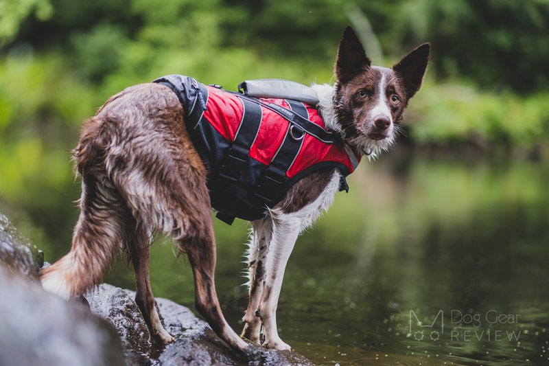 Does my dog need a life jacket? | Dog Gear Review