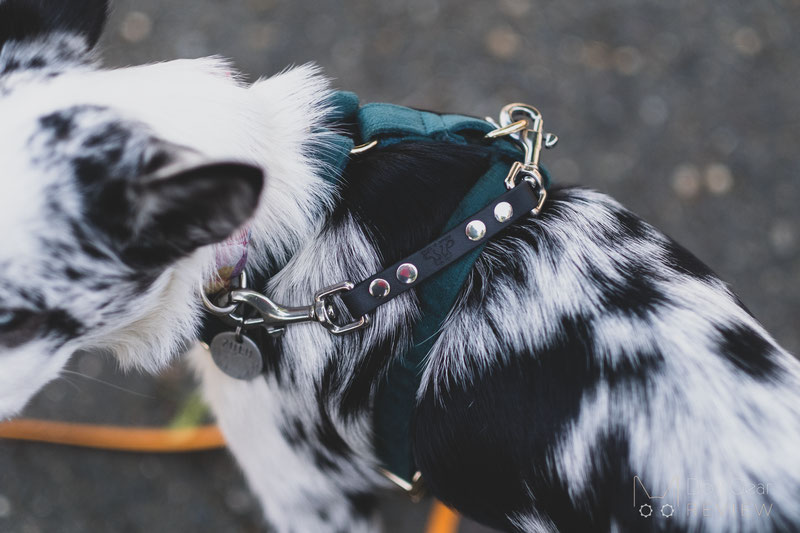 What to Buy (and NOT to Buy) for your New Dog? | Dog Gear Review