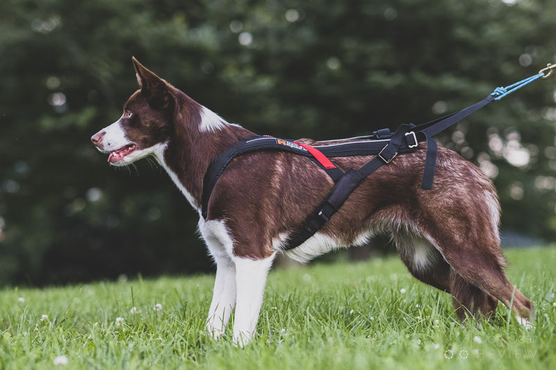 What's new in the Non-Stop Dogwear Freemotion 5.0? | Dog Gear Review
