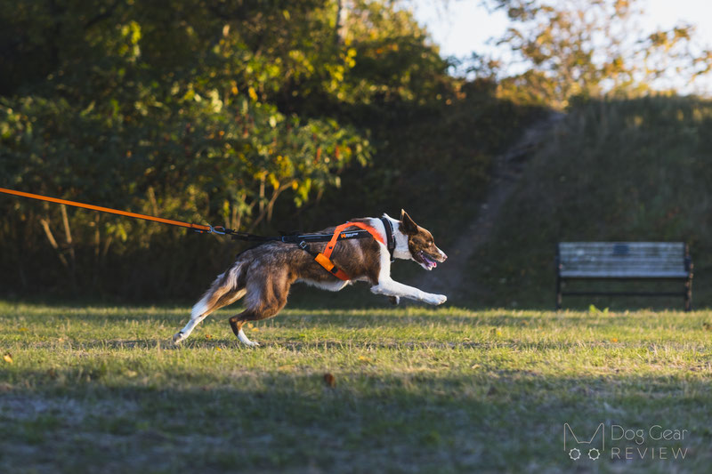 What's new in the Non-Stop Dogwear Freemotion 5.0? | Dog Gear Review